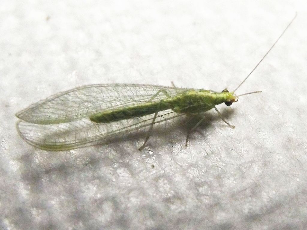 Chrysoperla sp.
